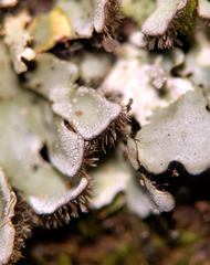 Physconia enteroxantha