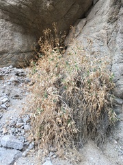 Bahiopsis reticulata