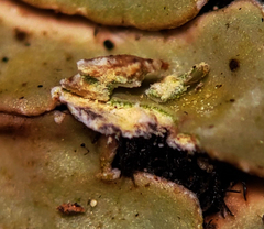 Physconia enteroxantha