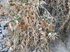 Bahiopsis reticulata