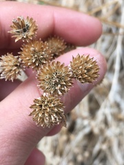 Bahiopsis reticulata