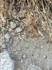 Bahiopsis reticulata