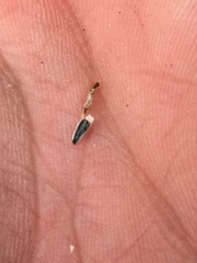 Bahiopsis reticulata