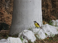 Pitangus sulphuratus