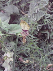 Aristolochia bilobata
