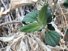 Bahiopsis reticulata