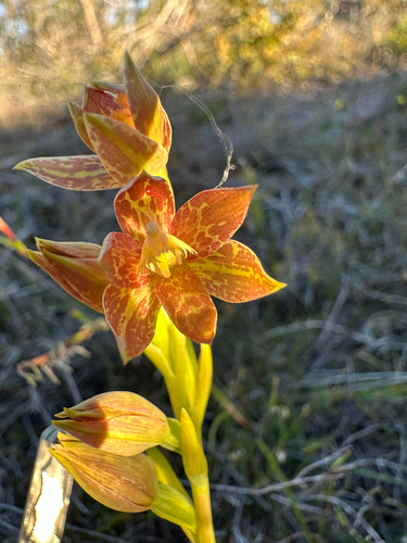 blotched sun-orchid
