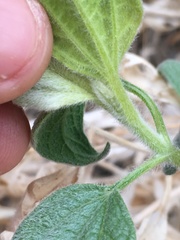 Bahiopsis reticulata