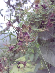 Aristolochia bilobata