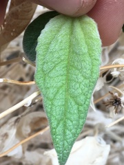 Bahiopsis reticulata