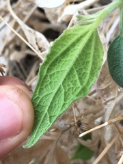 Bahiopsis reticulata