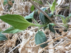 Bahiopsis reticulata