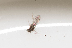 Lachesilla pedicularia