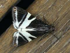 Phrataria bijugata