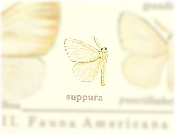 Thagona suppura