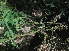 Aristolochia bilobata