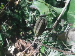 Aristolochia bilobata