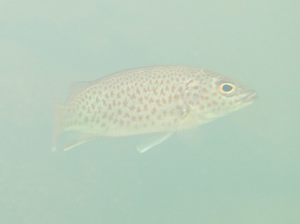 Bobby (Leiopotherapon unicolor) — Terapontidae