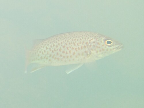 Bobby (Leiopotherapon unicolor) — Terapontidae