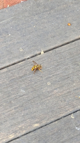 Unknown species found near Brentwood, TN, USA