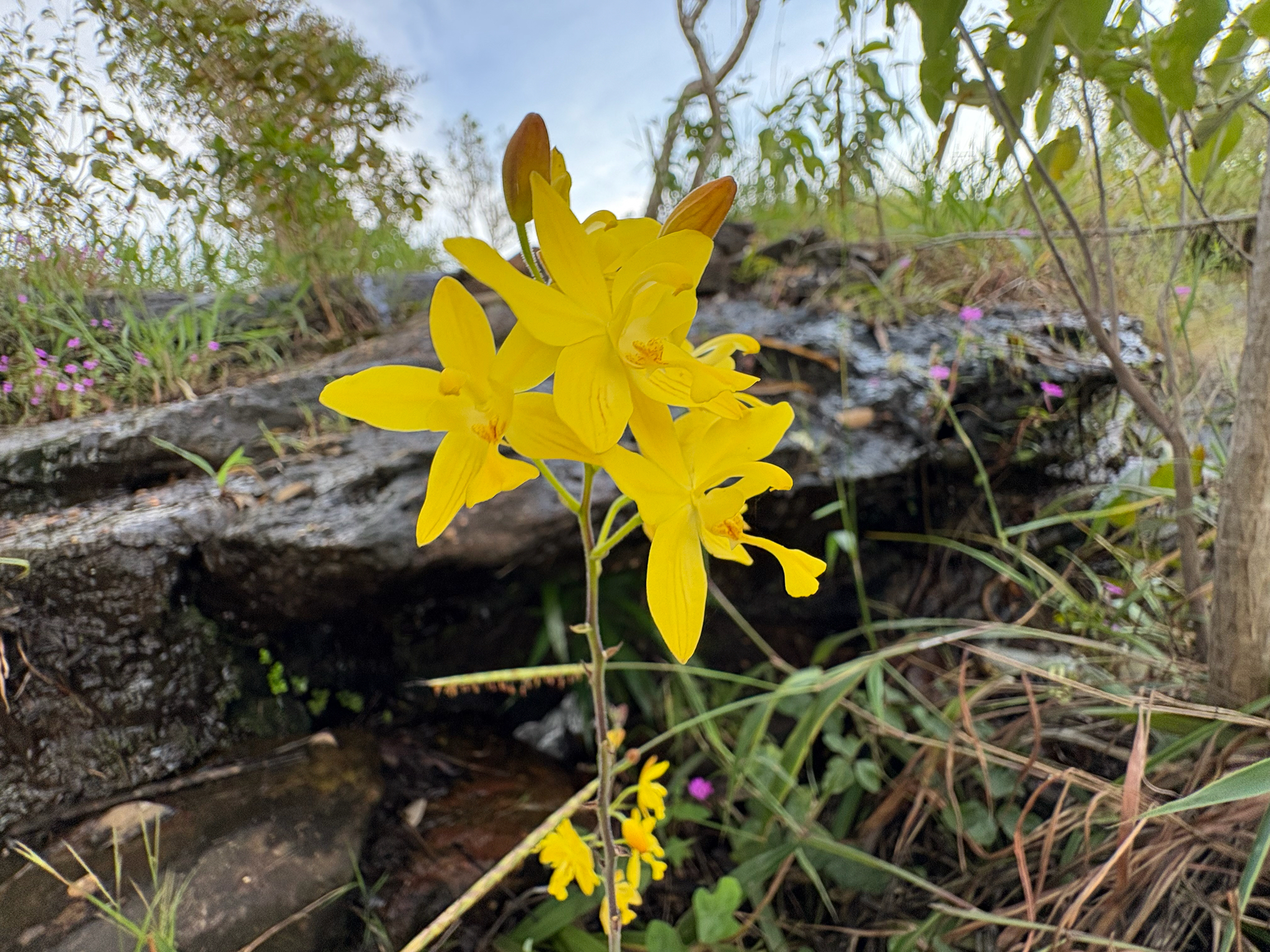 Spathoglottis affinis