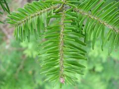 Abies homolepis