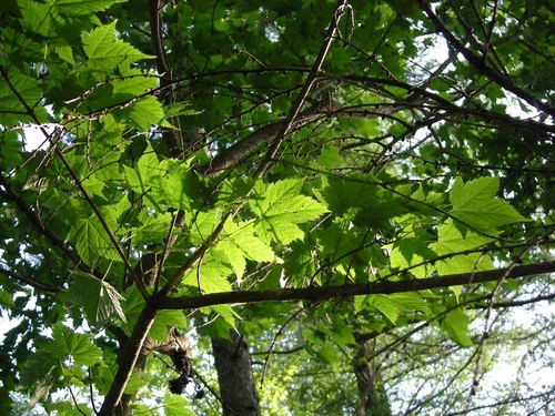 Acer argutum, photograph 4
