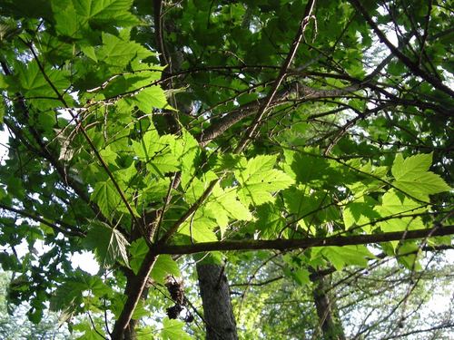 Acer argutum, photograph 5