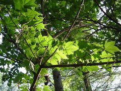 Acer argutum