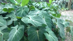 Philodendron gloriosum