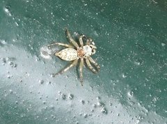 Phintelloides versicolor