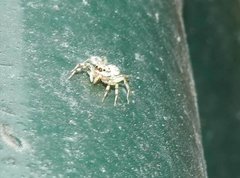 Phintelloides versicolor