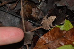 Platymantis corrugatus