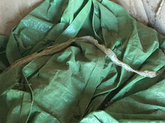 Masticophis flagellum testaceus