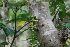 Ficus variegata garciae