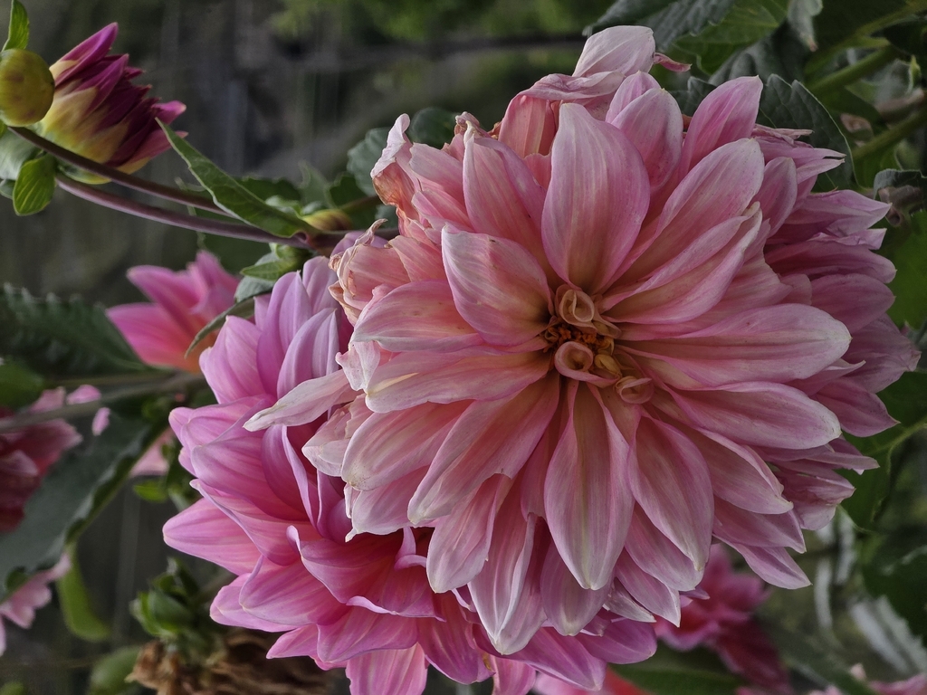 Dahlia