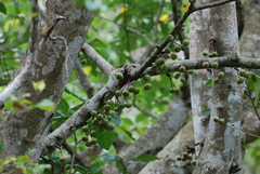 Ficus variegata garciae