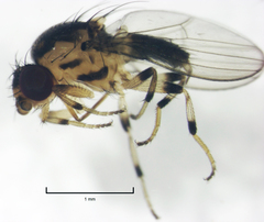 Stomosis
