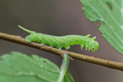 Elm Sphinx photo 5