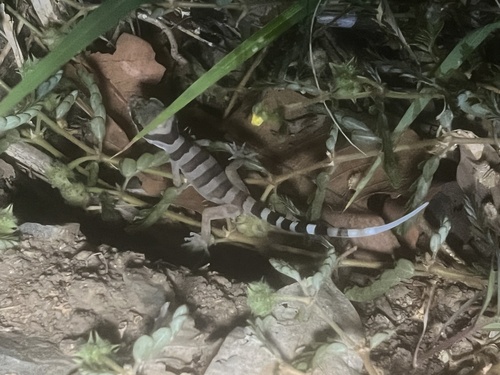 Tuberculated Ring-tailed Gecko