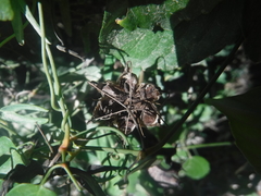 Aristolochia bilobata
