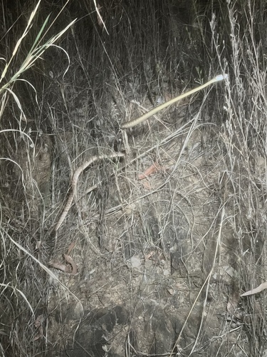 Brown Tree Snake sighting