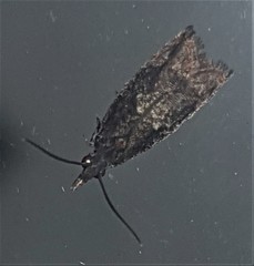 Tritopterna capyra