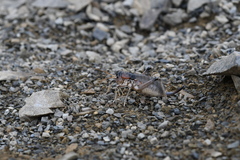 Deinacrida connectens