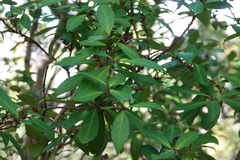 Maytenus magellanica