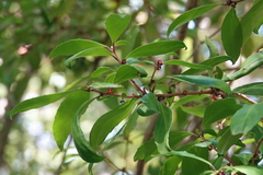 Maytenus magellanica