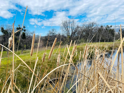 iNaturalist observation photo of Cattails