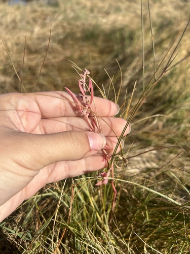 Maritime Saltbush — photo 1