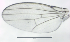 Stomosis
