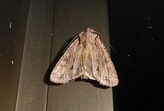 Ichneutica averilla